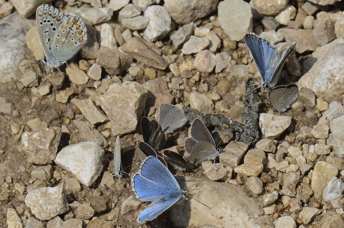 Gruppo misto Lycaenidae da id.